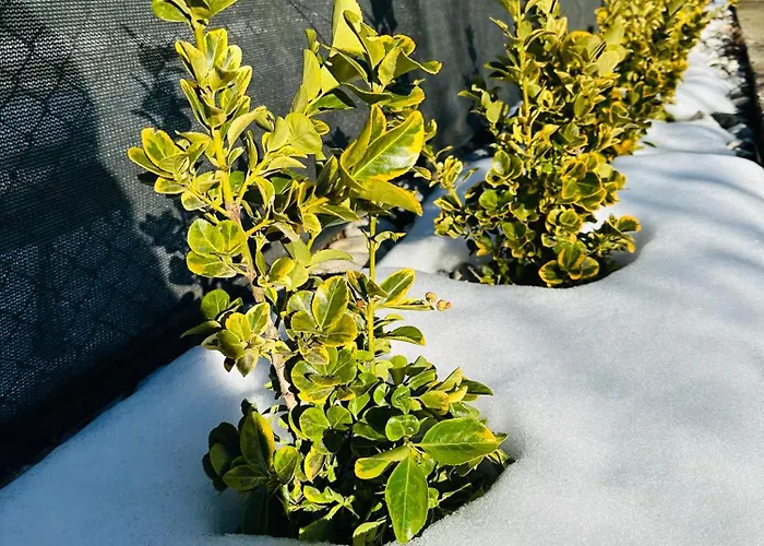 даутев връх Guest house *